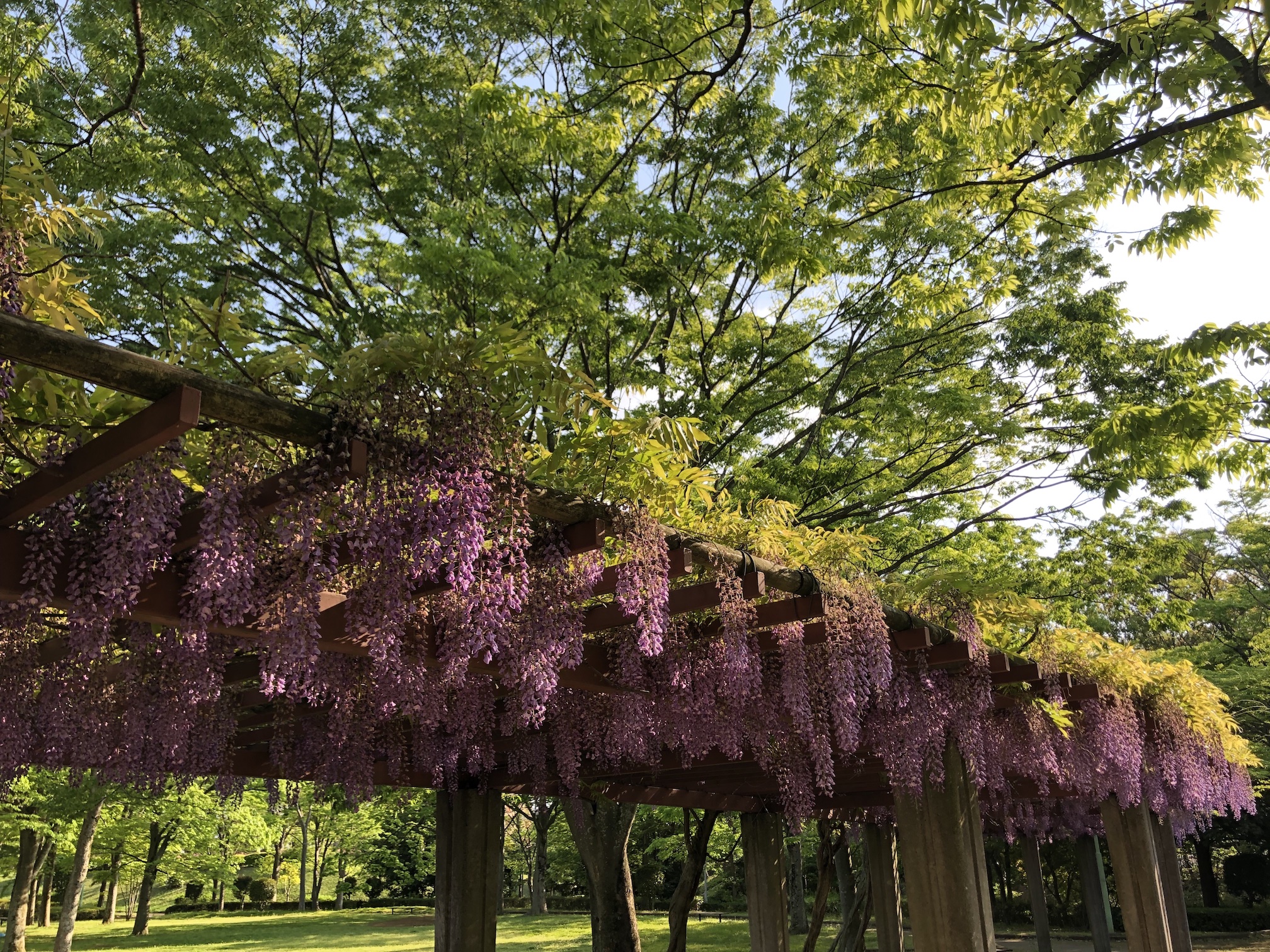 多々羅田公園（藤の花）