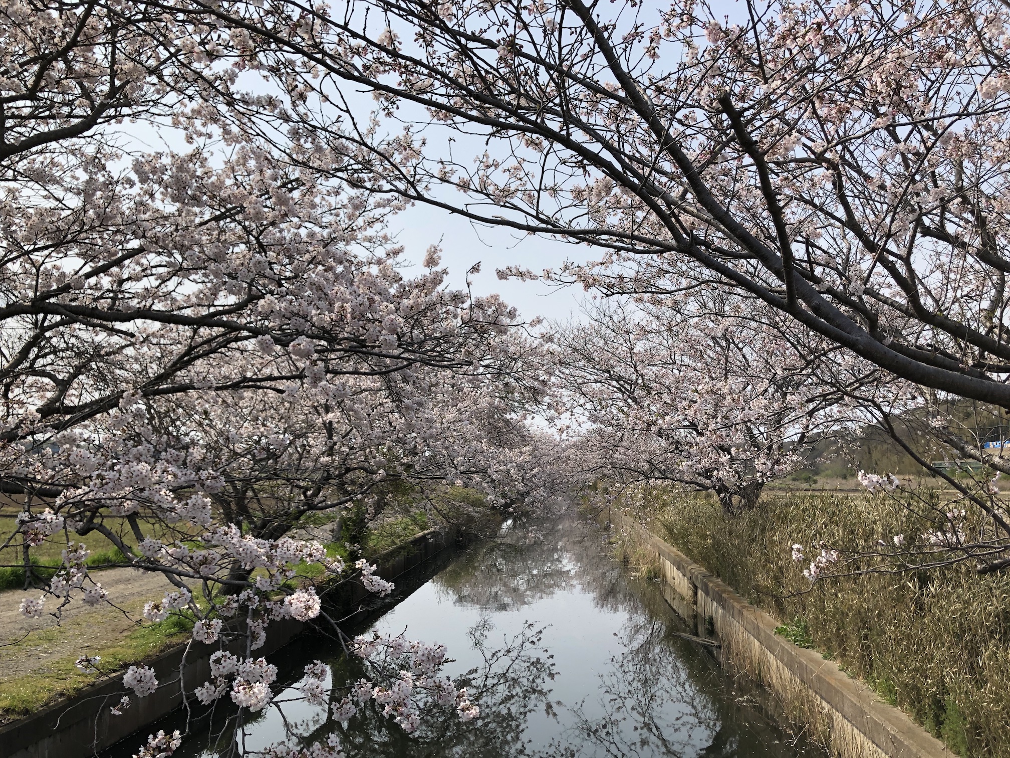 今井の桜