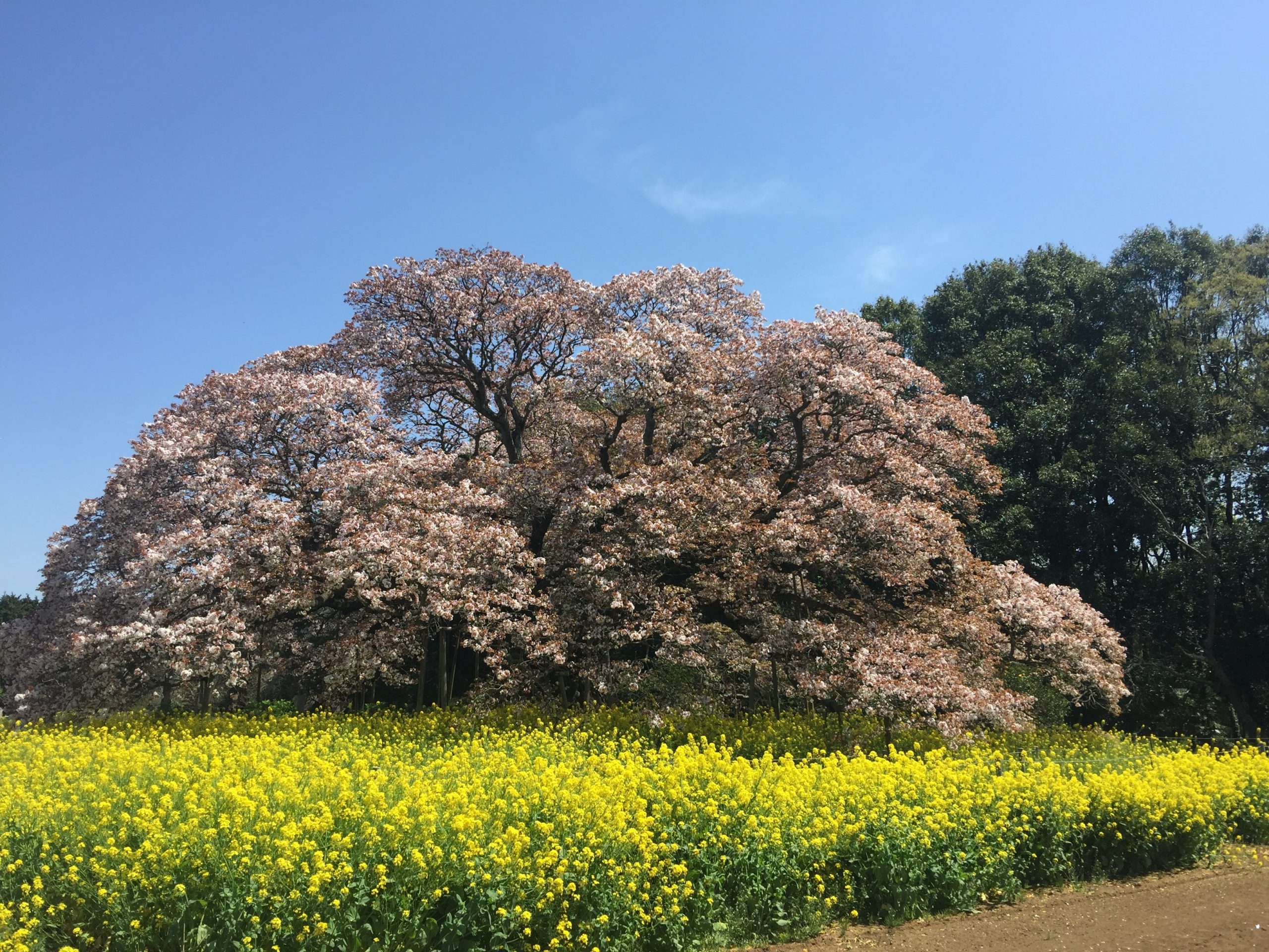 吉高の大桜