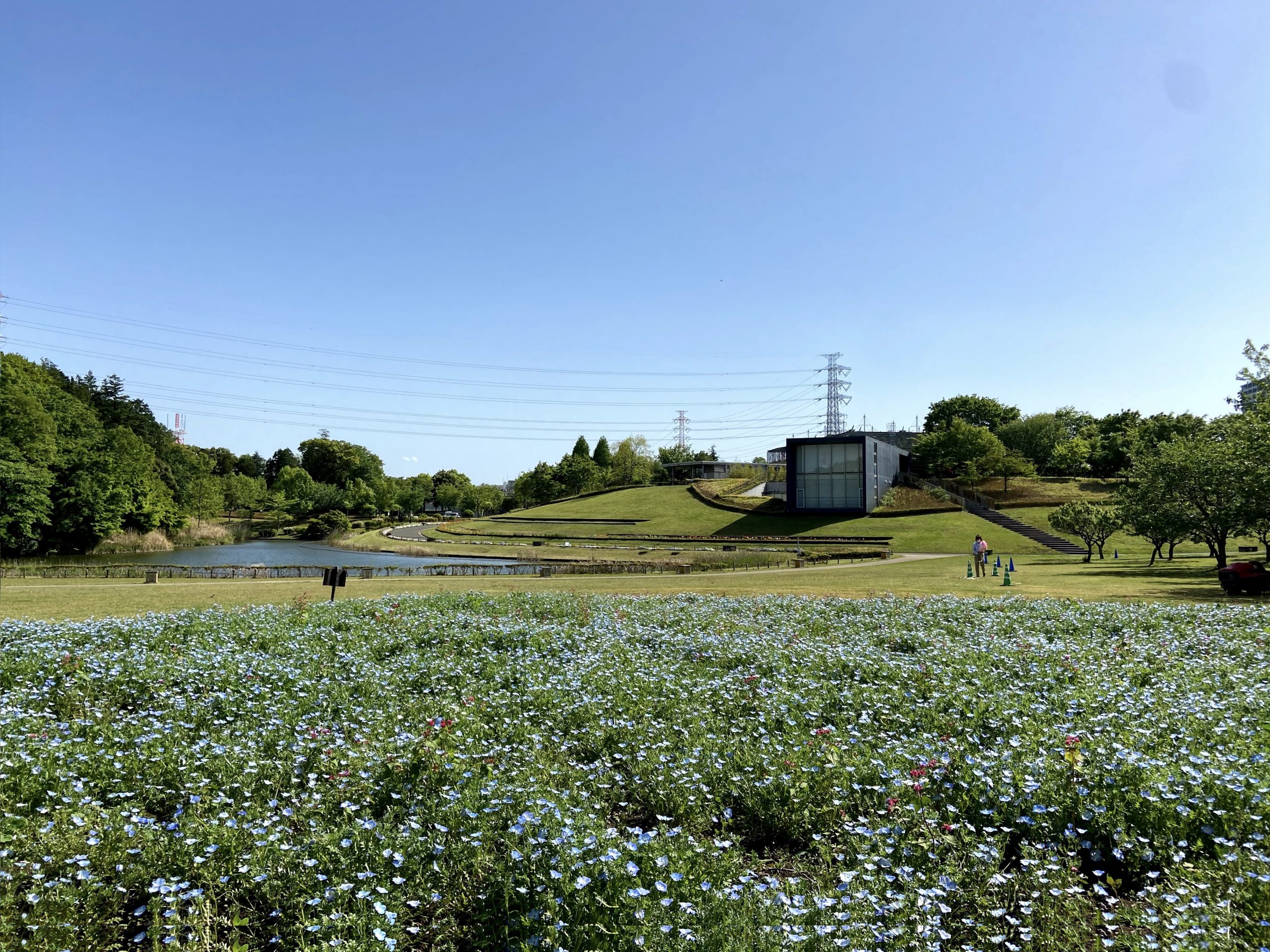 北総花の丘公園（ネモフィラ）