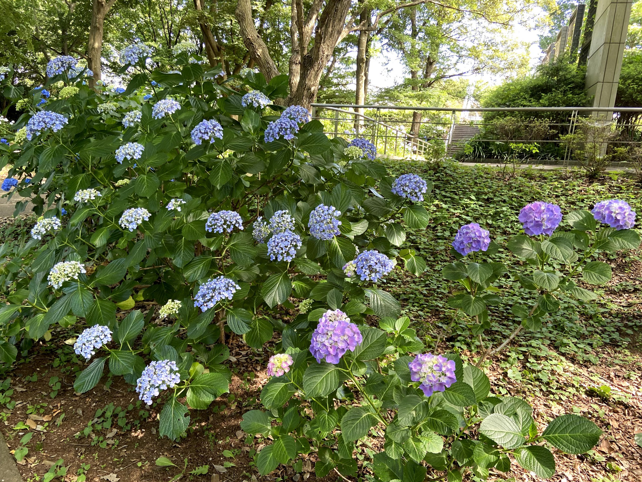 北総花の丘公園（アジサイ）